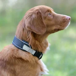Weatherbeeta Explorer Dog Collar