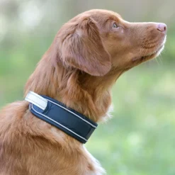 Weatherbeeta Explorer Dog Collar