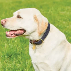 Weatherbeeta Leather Plaited Dog Collar