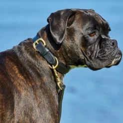 Weatherbeeta Padded Leather Dog Collar