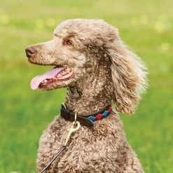 Weatherbeeta Polo Leather Dog Collar