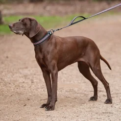 Weatherbeeta Reflective Dog Collar
