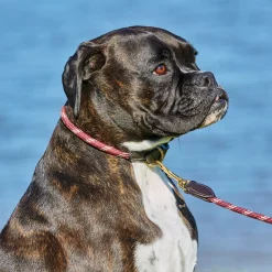 Weatherbeeta Rope Leather Dog Collar