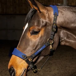 Whitaker Harewood Headcollar