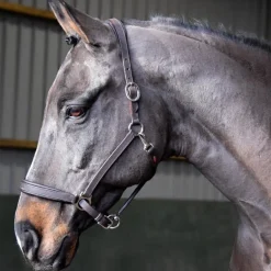 Whitaker Ready To Ride Leather Headcollar