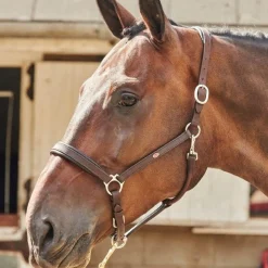 Whitaker Ready To Ride Leather Headcollar